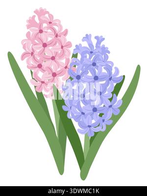 Blue and pink hyacinths with green leaves. Spring plants vector illustration Stock Vector