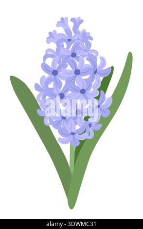 Blue hyacinth flower with green foliage on a white background. Vector illustration. Stock Vector