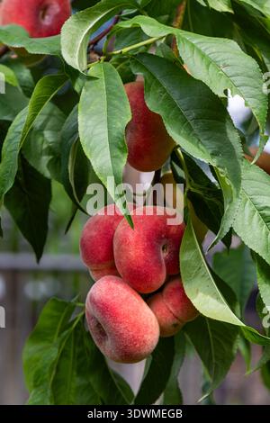Juicy Saturn peaches hang from vibrant green leaves displaying their unique flat shape and reddish skin under the warm sunlight in the summer garden. Stock Photo