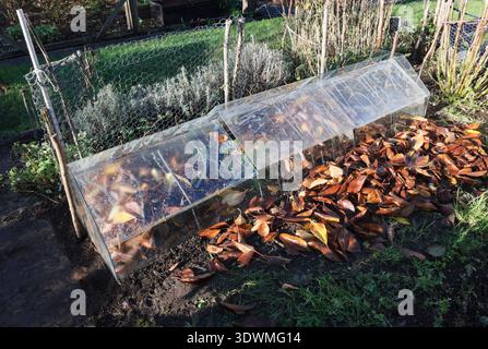 Dahlia plants cut back before protecting with mulch of fallen leaves and glass barn cloches in autumn/winter. Tubers will rot in cold wet soil. Stock Photo