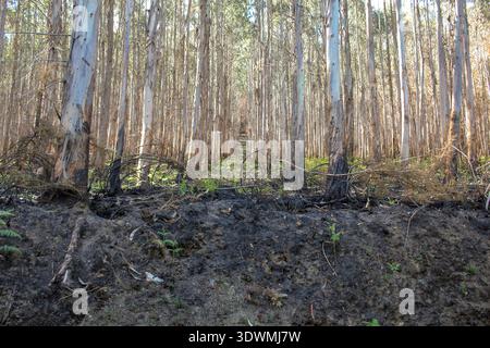 Close-up view of a forest floor covered in black ash and charcoal after a wildfire. The charred trunks of eucalyptus trees stand in a desolate landsca Stock Photo