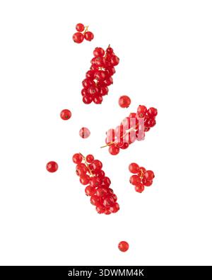 Fresh red currant berries falling flying isolated on white background. Branches of red currant berries closeup. Stock Photo