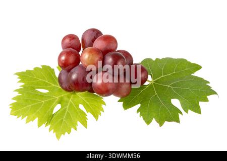 Bunch of ripe red pink grape green leaves closeup isolated on white background. Stock Photo