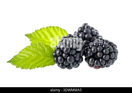 Fresh blackberries with leaves closeup isolated on white background Stock Photo