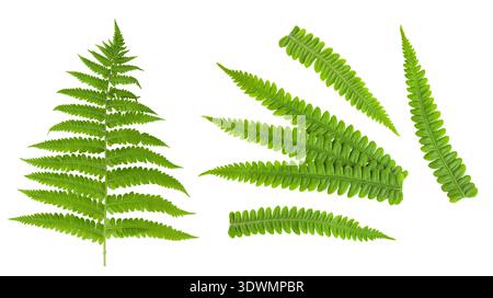 fresh fern leaf isolated on white background. Top view. Flat lay. Stock Photo