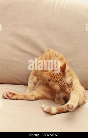 Ginger cat licking its leg, grooming on a living room sofa. Vertical photo with copy space, ideal for domestic animals, and feline behavior. Stock Photo