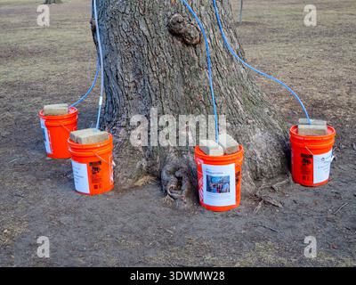 Silver maple tree being tapped to make maple syrup. Austin Gardens, Oak Park, Illinois. This syrup is lower in sugar content than sugar maple syrup. Stock Photo