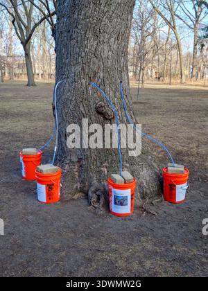 Silver maple tree being tapped to make maple syrup. Austin Gardens, Oak Park, Illinois. This syrup is lower in sugar content than sugar maple syrup. Stock Photo