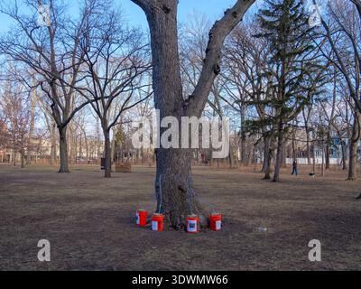 Silver maple tree being tapped to make maple syrup. Austin Gardens, Oak Park, Illinois. This syrup is lower in sugar content than sugar maple syrup. Stock Photo