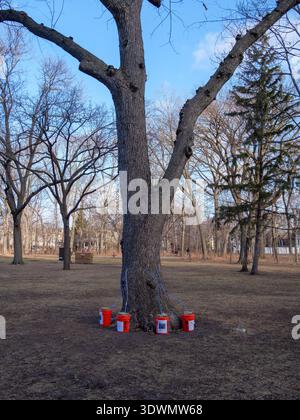 Silver maple tree being tapped to make maple syrup. Austin Gardens, Oak Park, Illinois. This syrup is lower in sugar content than sugar maple syrup. Stock Photo