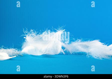 white fluffy feather on blue background Stock Photo