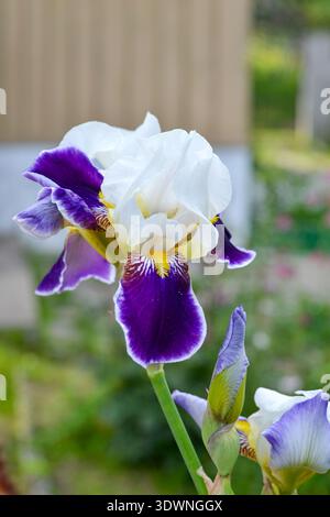 A vertical close-up shot of a stunning bearded iris (Iris germanica) in a sunny Ukrainian garden. The flower features pure white upper petals (standar Stock Photo