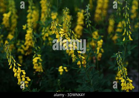 Lembotropis nigricans grows in the wild.A delicate branch of yellow flowers on Cyni Broom Shrub Stock Photo