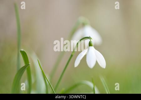 Spring breath on dormant earth. Delicate flowers sway in morning light. Resilient snowdrops bloom amidst misty rural landscape. Gentle snowdrops arch Stock Photo
