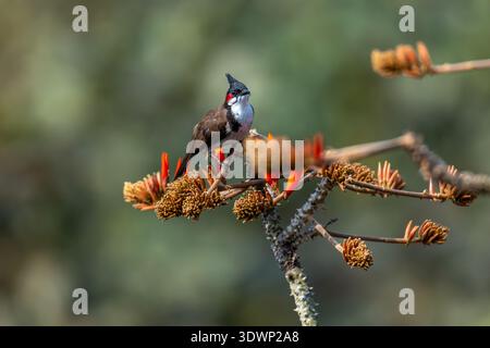 A Red-whiskered Bulbul perched on a thorny branch of a Flame-of-the-forest tree with bright orange buds Stock Photo
