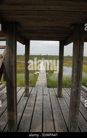 Scenic wooden boardwalk crossing a natural peat bog with pine trees ...