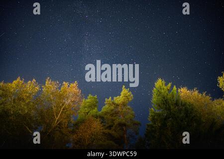 Looking up at the starry night sky through the canopy of pine trees, Finland. Stock Photo