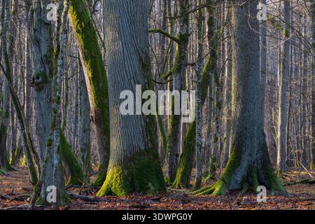 Dense forest with old trees featuring mossy trunks and exposed roots, scattered with brown autumn leaves on the ground Stock Photo