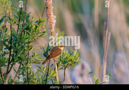 Small reed warbler bird perching on a green branch with a bulrush plant and marsh vegetation in soft light Stock Photo