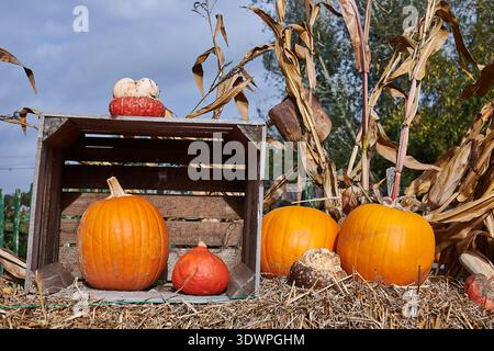 A vibrant autumn harvest display featuring various pumpkins and decorative gourds arranged on bales of hay. A rustic wooden crate holds more pumpkins, Stock Photo
