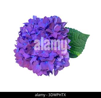 Beautiful Purple and Blue Hydrangea macrophylla with vibrant flowers isolated on a white background with clipping path. Floral design element Ideal fo Stock Photo