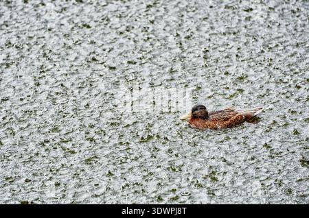 A mallard duck swims serenely on the water's surface during a heavy downpour, creating numerous ripples and splashes from the falling raindrops. This Stock Photo