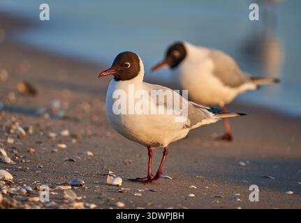 Two elegant Black-headed Gulls (Chroicocephalus ridibundus) stand gracefully on a tranquil sandy beach, dotted with seashells, during the beautiful go Stock Photo