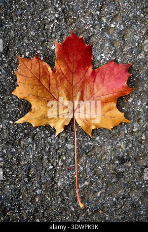 A single, brilliantly colored maple leaf, showcasing a beautiful gradient of red, orange, and golden yellow hues, rests gently on a dark, textured asp Stock Photo