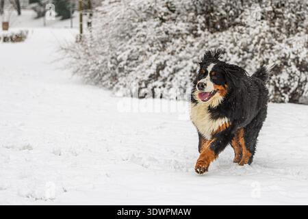 A Bernese Mountain Dog (Canis lupus familiaris) walking confidently through fresh snow in a winter park setting. Stock Photo