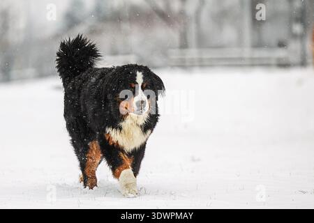 A Bernese Mountain Dog (Canis lupus familiaris) walking steadily through falling snow in a quiet winter landscape. Stock Photo