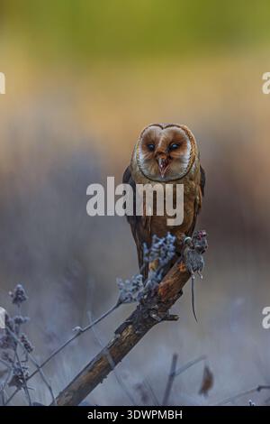 A barn owl (Tyto alba) perched on a broken branch holding a small rodent in warm sunrise light. Stock Photo