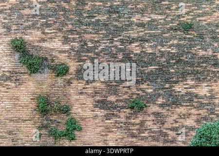 Weathered antique brickwork texture featuring several green plants growing from the joints. Aged masonry wall background with diverse brick colors Stock Photo
