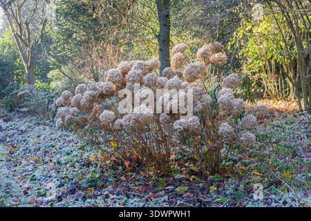 Frost on brown spent blooms of hydrangea flower and seed heads during cold winter weather in a garden border in Surrey, south-east England Stock Photo