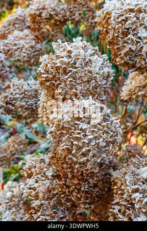 Frost on brown spent blooms of hydrangea flower and seed heads during cold winter weather in a garden in Surrey, south-east England Stock Photo