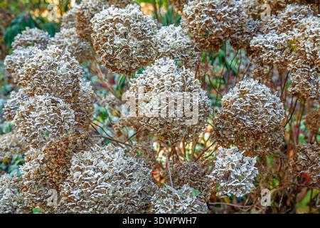 Frost on brown spent blooms of hydrangea flower and seed heads during cold winter weather in a garden in Surrey, south-east England Stock Photo