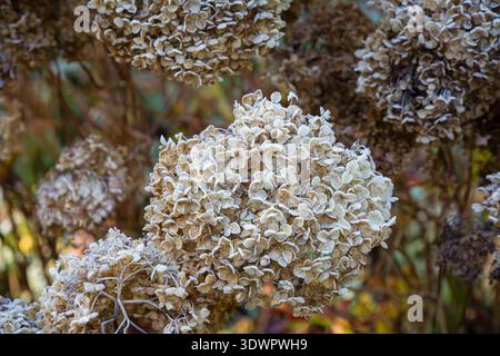 Frost on brown spent blooms of hydrangea flower and seed heads during cold winter weather in a garden in Surrey, south-east England Stock Photo