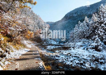 snow-covered-trees-along-