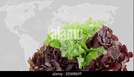 Displaying green and red leafy lettuce on light gray backdrop with world map overlay, hex pattern Stock Photo