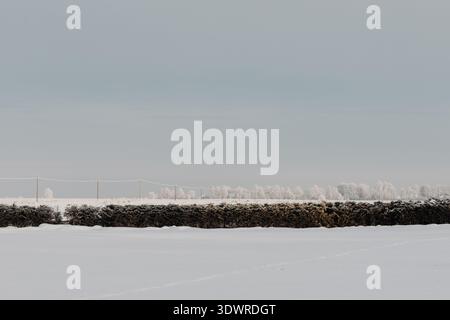 Minimal winter landscape with snow covered field, frosted trees on the horizon and rural power lines under gray sky. Clean composition with copy space Stock Photo