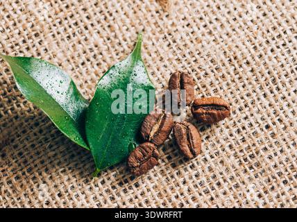 Green leaves and coffee beans on burlap. Close-up selective focus Stock Photo