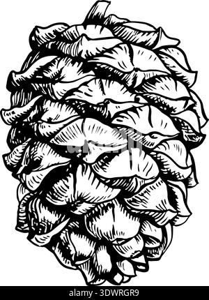 Cedar cone. Black and white graphics, handmade vector illustration. Isolate. Botanical illustration depicting a coniferous tree cone, forest element Stock Vector