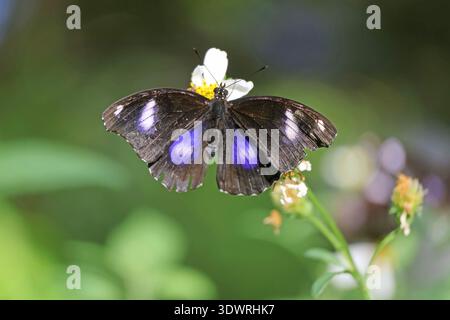 Hypolimnas bolina or the Blue Moon Butterfly with Changeable Dot Patterns Nectaring on White Flower Stock Photo