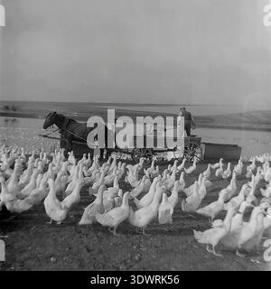 Historical 1970s black and white landscape image captures dedicated agricultural workers at the Donrybkombinat state enterprise in the Slavyansk district, Ukrainian SSR, USSR. A man standing on a traditional horse-drawn wooden cart actively distributes feed to a massive flock of white ducks by a wide rural pond, assisted by female colleagues. This authentic archival photograph highlights the grand scale of Soviet collective farming, traditional rural labor, and the optimistic atmosphere in the peaceful Donbass before the war. Stock Photo