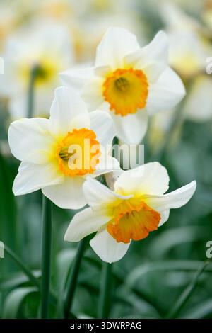 Narcissus Orange Sunset, daffodil Orange Sunset, white perianth orange trumpet, golden towards the base, Stock Photo