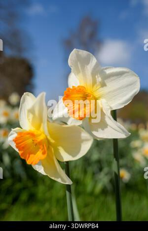 Narcissus Orange Sunset, daffodil Orange Sunset, white perianth orange trumpet, golden towards the base, Stock Photo