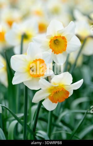 Narcissus Orange Sunset, daffodil Orange Sunset, white perianth orange trumpet, golden towards the base, Stock Photo
