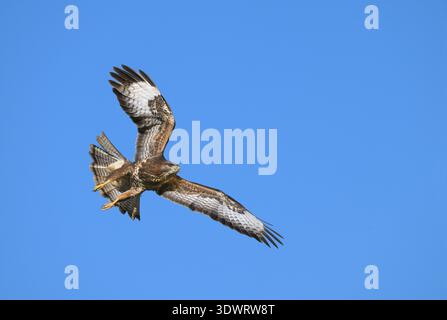 Common Buzzard - Buteo buteo Stock Photo