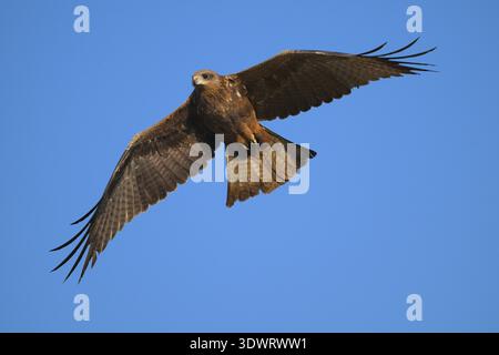 Yellow-billed Kite - Milvus aegyptius Stock Photo