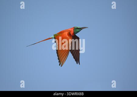 Northern Carmine Bee-eater - Merops nubicus Stock Photo