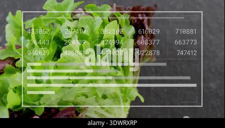Displaying cluster of green and red leaf lettuce centered on studio table, showing HUD data Stock Photo